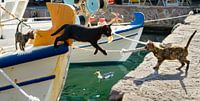Fisherman Cat by Katho Menden thumbnail