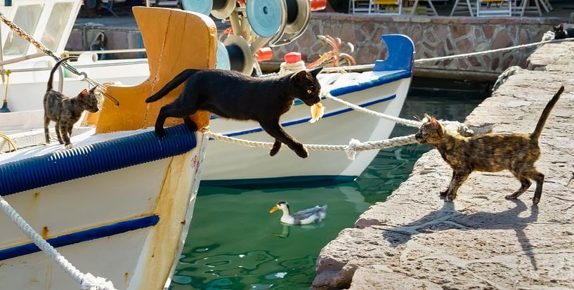 Fisherman Cat by Katho Menden