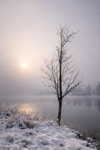 Der einsame Baum am Kochelsee in mystischer Nebelstimmung von Christina Bauer Photos