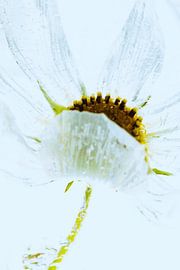 Cosmea in ice 3