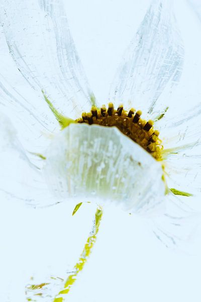 Cosmea in Eis 3 von Marc Heiligenstein