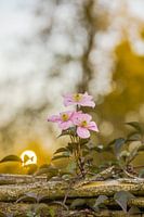 avondlicht