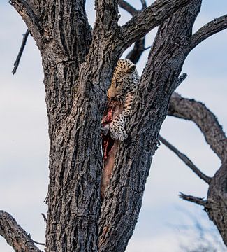 Léopard dans la nature en Namibie, Afrique sur Patrick Groß