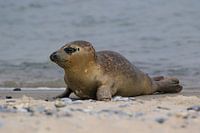 Seal