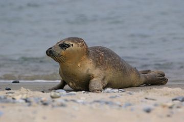Seal by Joost van Doorn