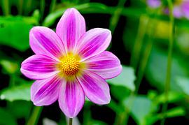 Violette Dahlie mit goldenem Herz