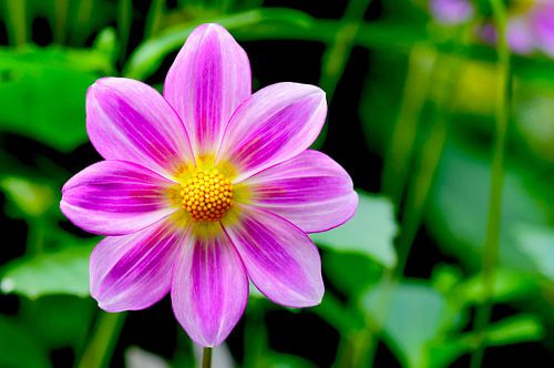 Violet dahlia with golden heart