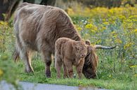Mother Highlander with calf by Bas Ronteltap thumbnail