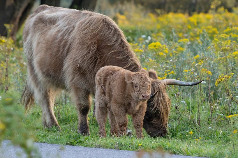 Mother Highlander with calf by Bas Ronteltap