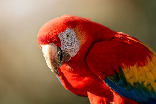 Majesté colorée - Portrait d'un ara
