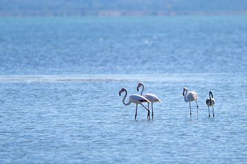Albania - flamingo spotting