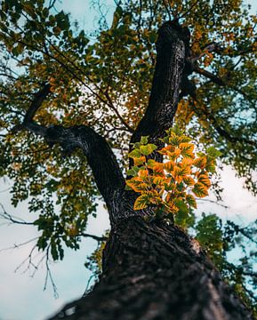 Bloemen, Planten en Bomen Serie van Pitkovskiy Photography|ART
