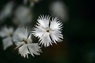 Witte bloem van Dianthus arenarius tegen een donkere achtergrond met kopieerruimte, close-up, gesele van Maren Winter thumbnail