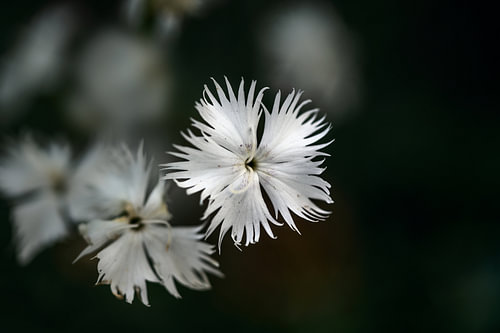 White flower of Dianthus arenarius against a dark background with copy space, close-up, selected foc