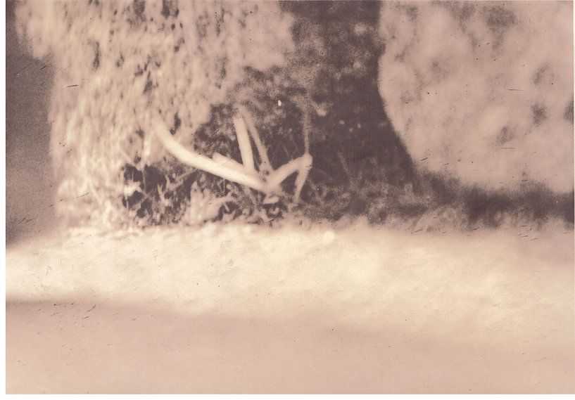 Spider van Johannes Wobus