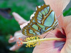 Tropische Vlinder, Tropical Butterfly (Siproeta Stelenes) Collectie 2018 by Jan van Bruggen