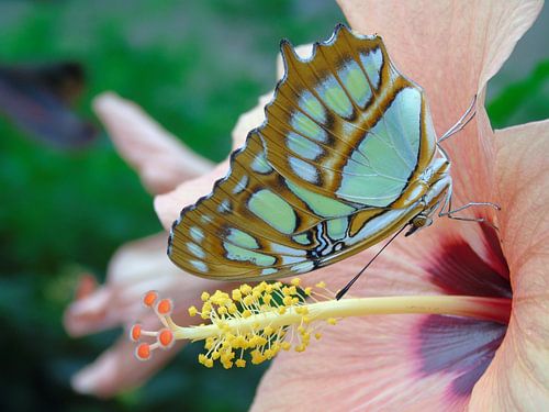 Tropische Vlinder, Tropical Butterfly (Siproeta Stelenes) Collectie 2018