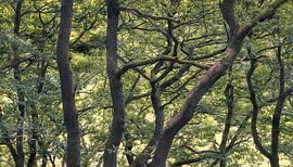 Des arbres centenaires dans un bosquet paisible, au Danemark sur PhotoCluster