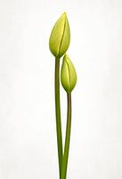 Tijd voor tulpen