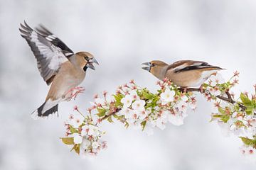 Kämpfende Apfelfinken auf einem Blütenzweig