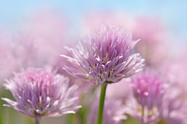 Fleurs de ciboulette sur Violetta Honkisz