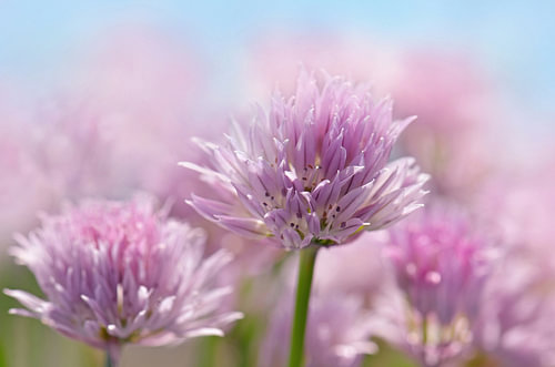 Schnittlauchblüten von Violetta Honkisz