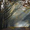 rayons du soleil à travers les arbres d'une forêt d'automne sur Hans Vos Fotografie