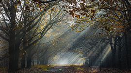 zonnestralen door de bomen in een herfstbos
