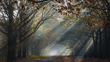 zonnestralen door de bomen in een herfstbos van Hans Vos Fotografie