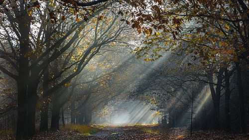 zonnestralen door de bomen in een herfstbos