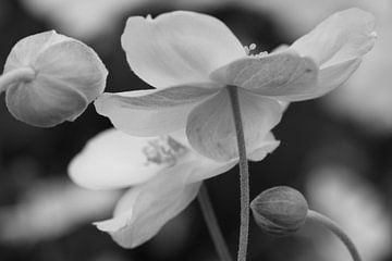 Annemone in monochrome by Gerda de Voogd