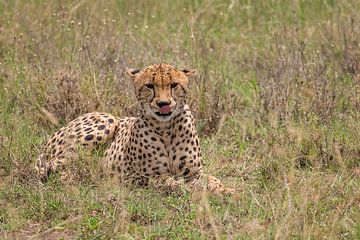 Gepard im Serengeti Nationalpark, Tansania