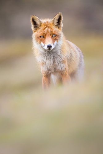 red fox