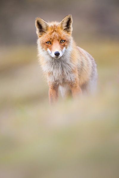 renard roux par Pim Leijen