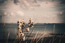 Natuurfoto vanuit de duinen van Lizanne van Spanje