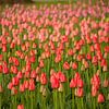 Feld mit roten Tulpen , Niederlande von Peter Schickert