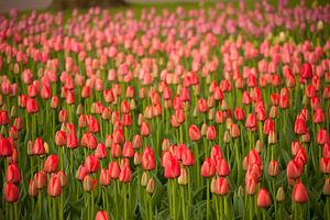 Feld mit roten Tulpen , Niederlande
