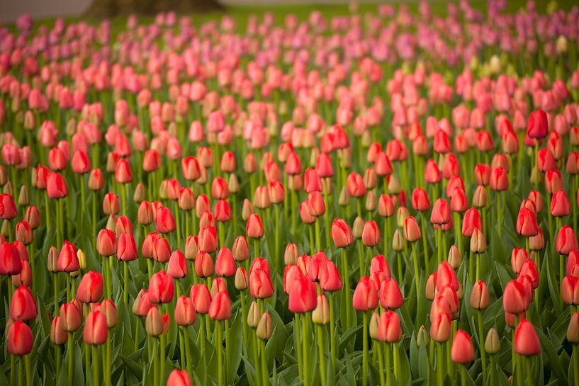 Field with red tulips , Netherlands by Peter Schickert