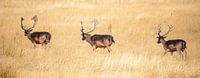 Deer on the Hoge Veluwe, panoramic photo by Gert Hilbink thumbnail