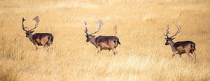 Hirsch auf der Hoge Veluwe, Panoramafoto
