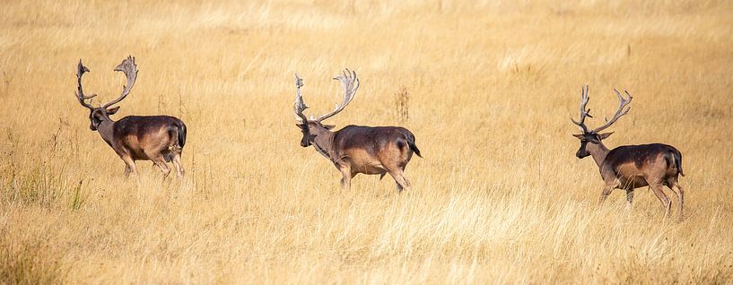 Deer on the Hoge Veluwe, panoramic photo by Gert Hilbink