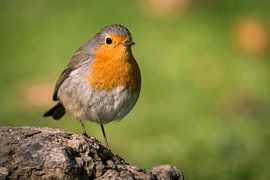 Kleines Rotkehlchen auf dem Stein von Tobias Luxberg