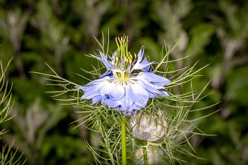 Fleur de carvi