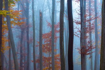 Forêt de brouillard sur Martin Wasilewski