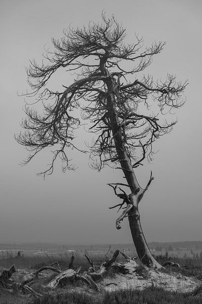 Elle était belle, comme un arbre mort peut être beau... par Rik Verslype