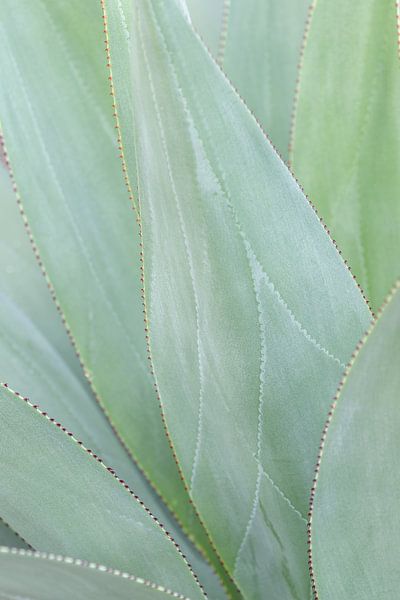 A fan of fresh green leaves by Dennis en Mariska