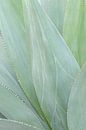 A fan of fresh green leaves by Dennis en Mariska thumbnail