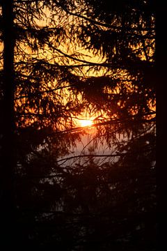 Zonsondergang tussen de bomen van Leo Schindzielorz