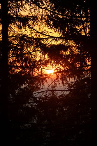 Zonsondergang tussen de bomen