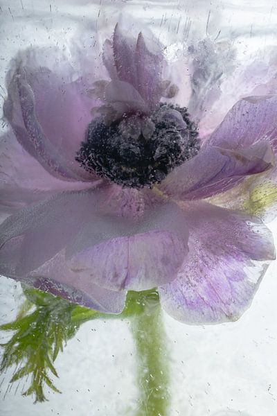 Anemonenblüte in kristallklarem Eis von Marc Heiligenstein